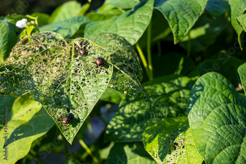 Close-up of damaged bean leaves and Japanese beetles feeding on them in the garden. Selective focus on center beetle. Undamaged leaves in frame for contrast. Copy space.