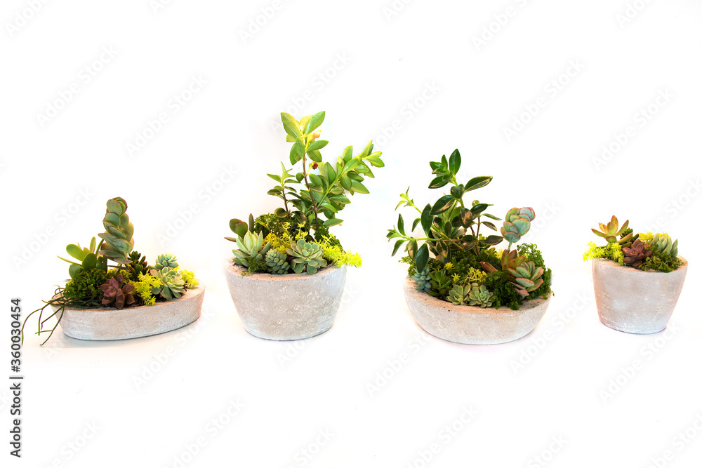 Decorative succulent plants. Isolated on white background. Succulent arrangement in a concrete vase, Decorative succulent plants. Isolated on white background. Succulent arrangement in a concrete vase,