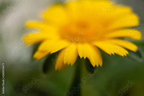 yellow flower in spring