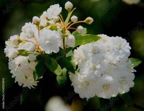 White Blossoms