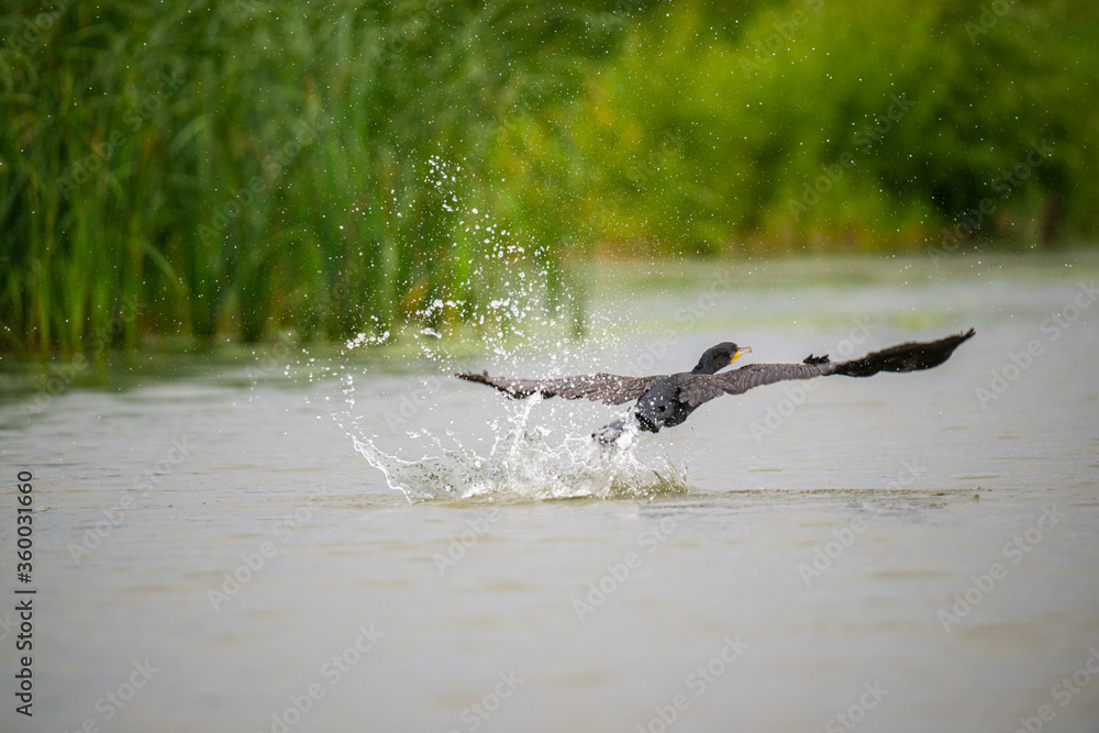 Obraz premium Cormorant fly