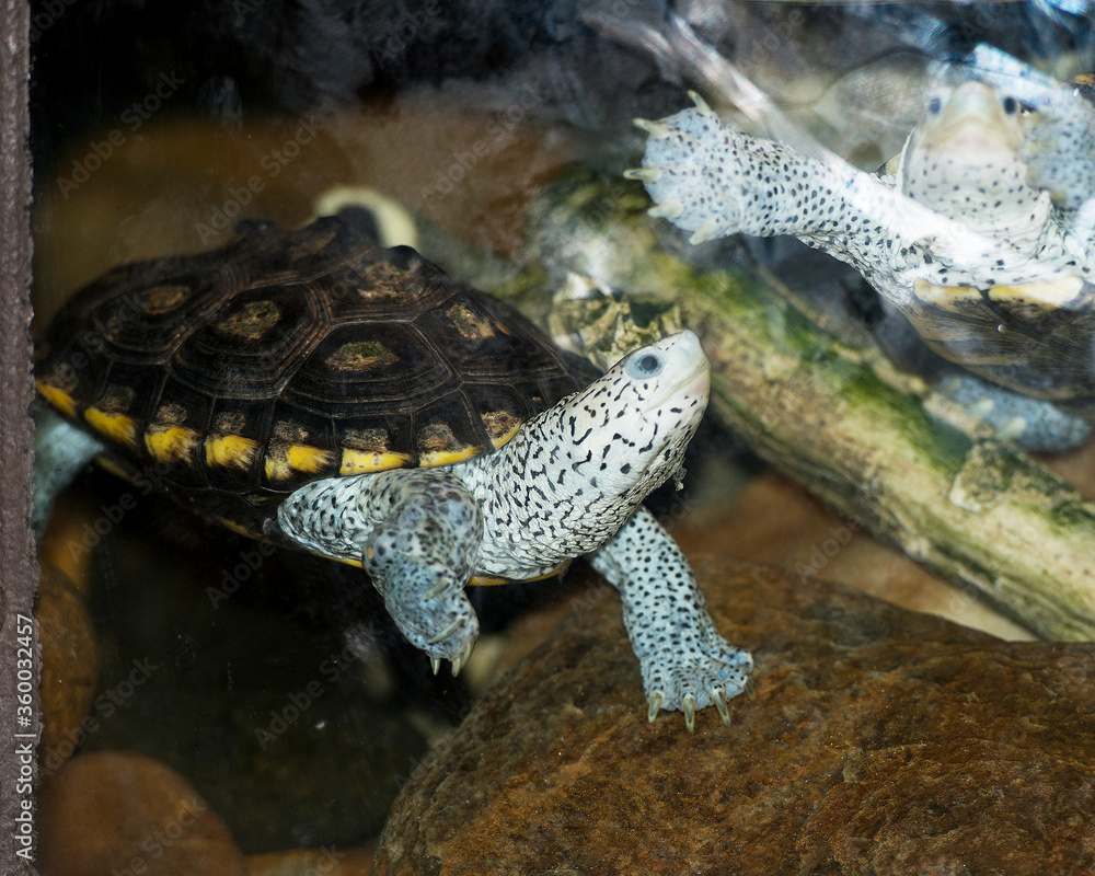 Turtle Ornate Terrapin Stock Photos. Close-up profile view. Turtle Ornate Terrapin picture. Image. Ornate Terrapin turtle close-up profile view in the water in its environment with a reflection. Turtle Ornate Terrapin Stock Photos. Close-up profile view. Turtle Ornate Terrapin picture. Image. Ornate Terrapin turtle close-up profile view in the water in its environment with a reflection.