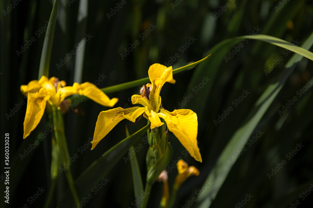 Obraz premium Flores