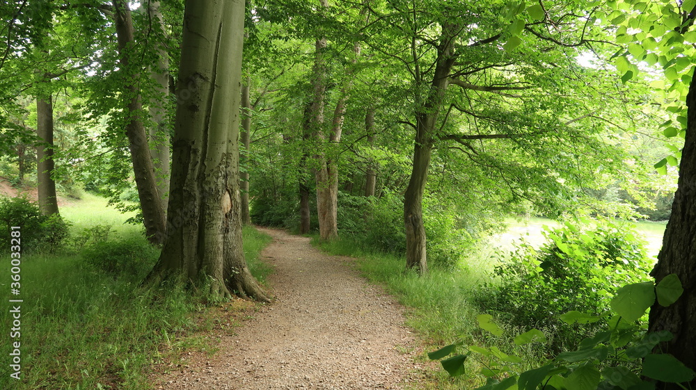 Wanderung im Wald - Harz - Brocken