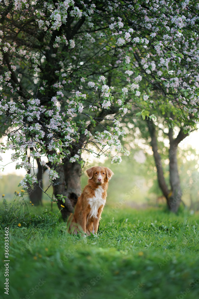 dog at the apple trees. Nova Scotia Duck Tolling Retriever in park near the flowers. Pet on nature