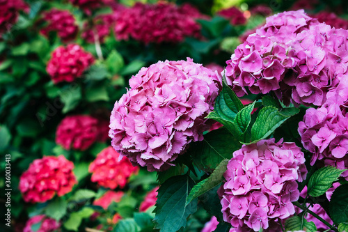beautiful red and purple flowers with green petals. purple flowers with red flowers in the background. hydrangea bushes, flowering and sunlit