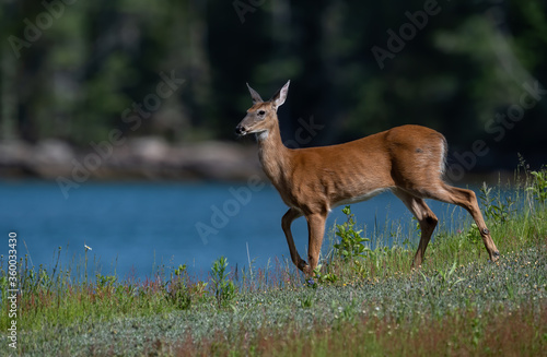 Deer in Acadia National Park in Maine 