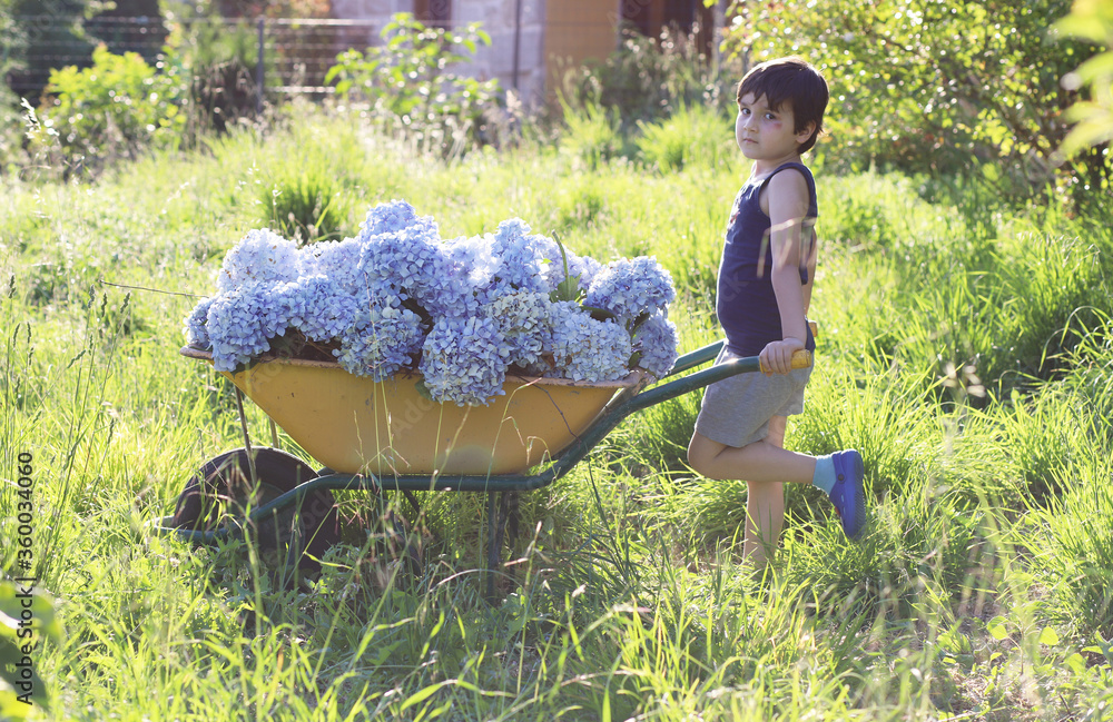 Φωτογραφία niño en el campo al atardecer empujando una carretilla con flores de hortensia