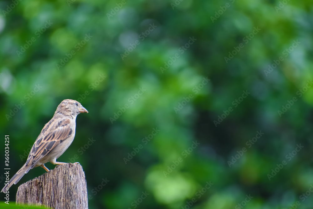 Fototapeta premium sparrow on a branch.and looking for foods