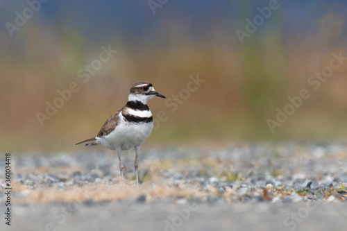 Killdeer plover bird