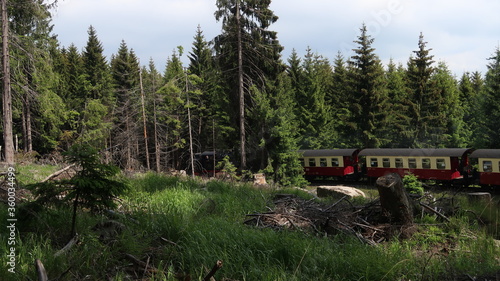 Wanderung im Wald - Harz - Brocken