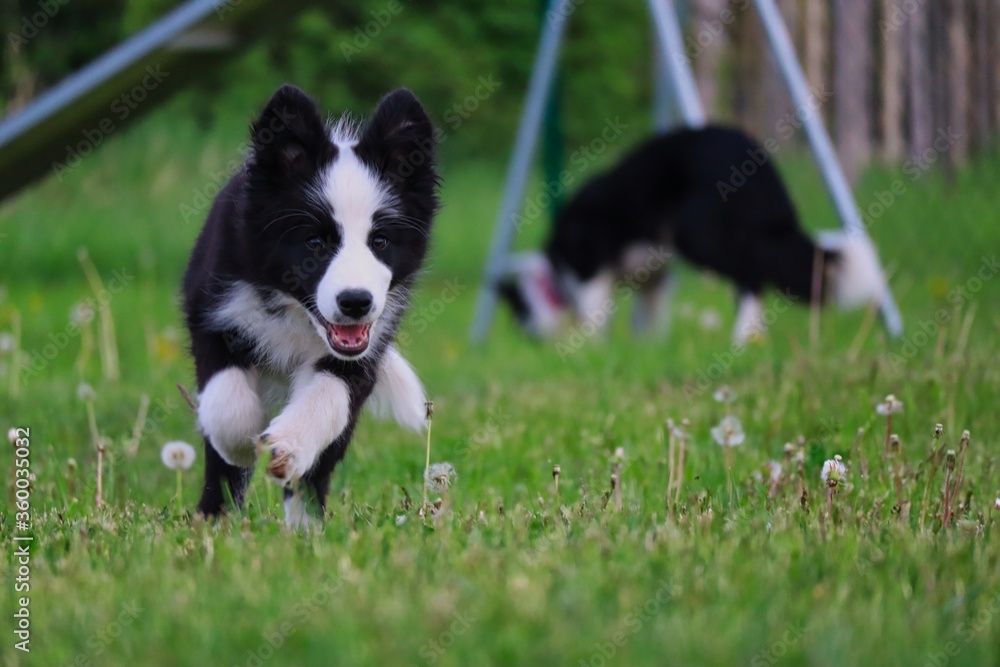 Border Collie Puppy Runs and Jumps in the Garden with its Mom in the Background. Black and White Puppy Enjoys Park in Czech Republic.