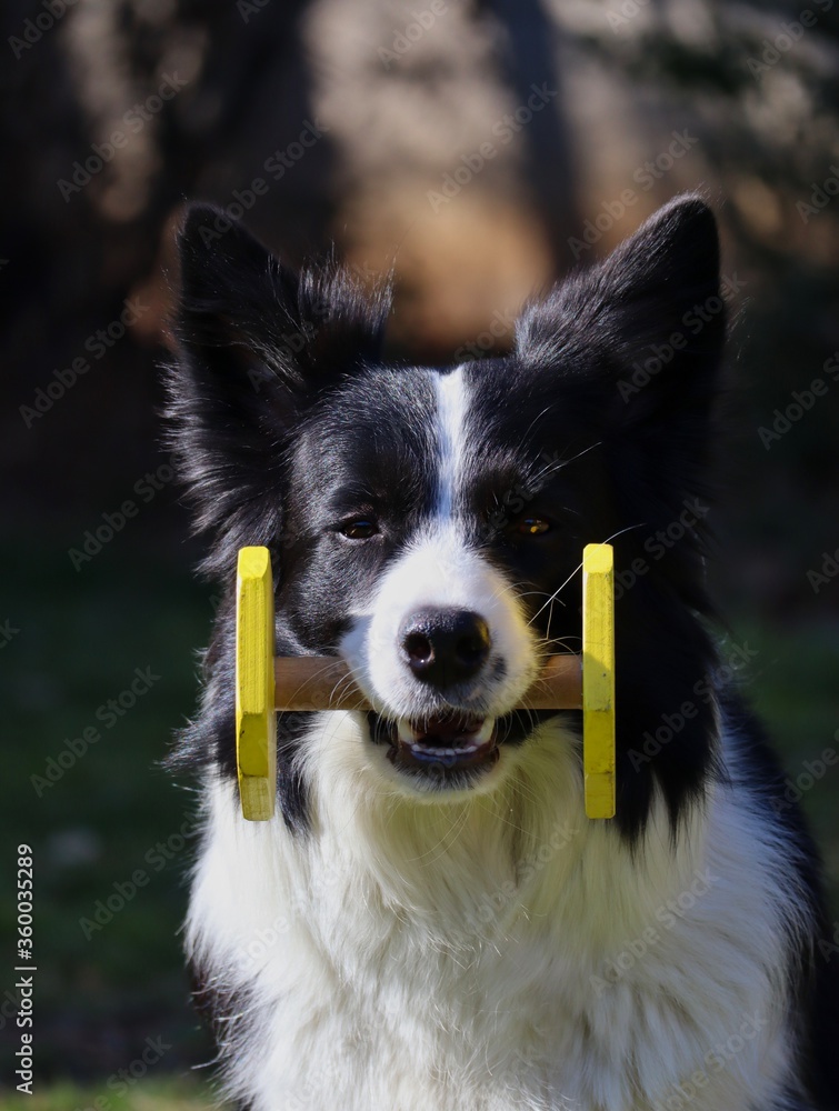 Border Collie Training Obedience with Wooden Dumbbell in its Mouth. Black and White Dog Carrying Barbell.