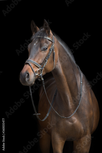 Horse portrait in bridle on black background © callipso88
