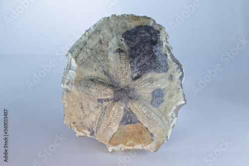 Starfish Fossil