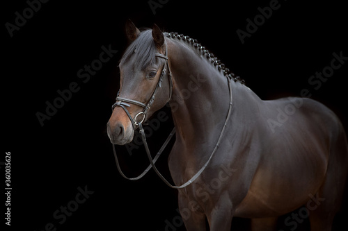 Horse portrait in bridle on black background