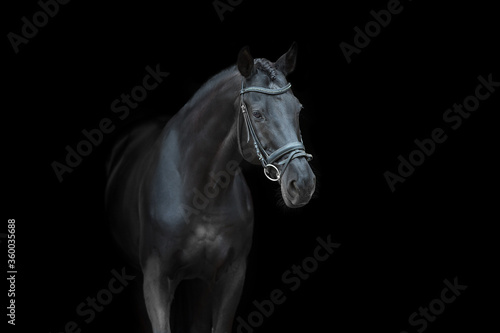 Horse portrait in bridle on black background