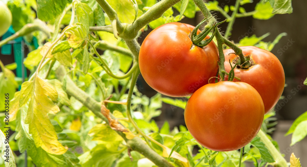 Tomatoes ripening on the vine in a home garden