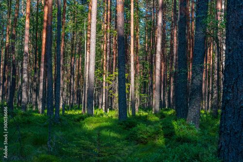 Trunks of pine trees in the forest lit by the sun. Natural background. © Andrey Nikitin