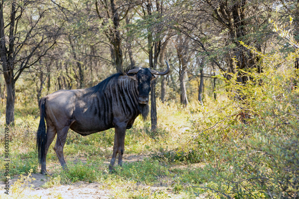 wild Blue Wildebeest Gnu in wilderness, hiding in bush, Botswana, Africa wildlife safari wild Blue Wildebeest Gnu in wilderness, hiding in bush, Botswana, Africa wildlife safari
