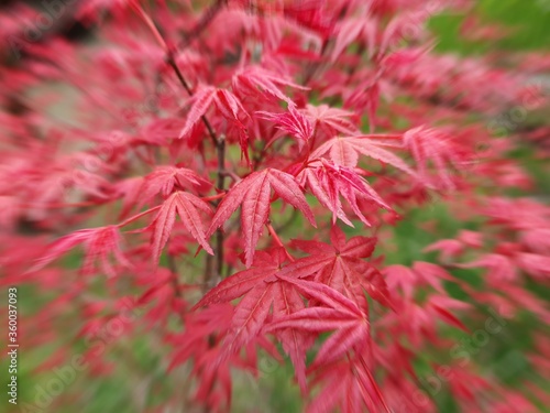 Close-up of red leafs of Japanese maple. 