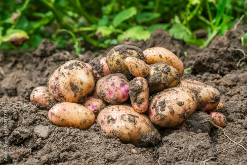 Pile of ripe potatoes on ground in field. Fresh organic potatoes in the field