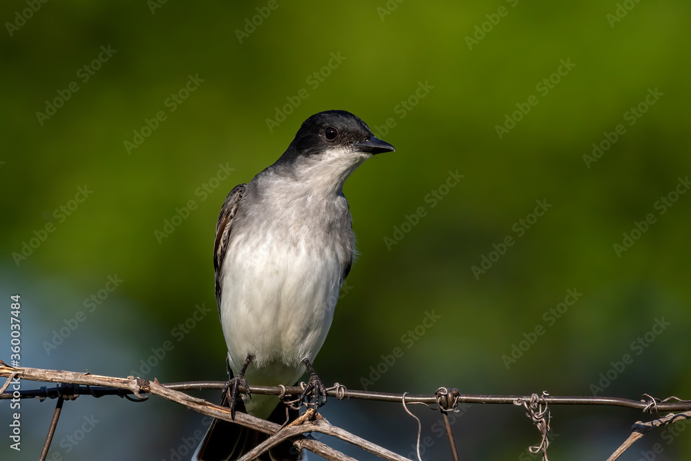 Obraz premium Eastern kingbird is a large tyrant flycatcher native to North America. 