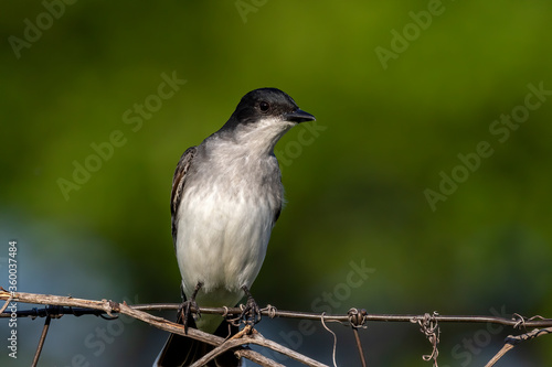  Eastern kingbird is a large tyrant flycatcher native to North America. 