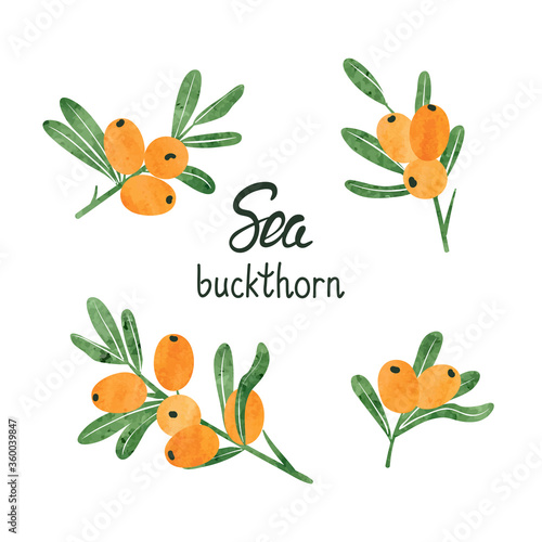 Watercolor sea buckthorn berry set. Vector illustration of branches and berries.