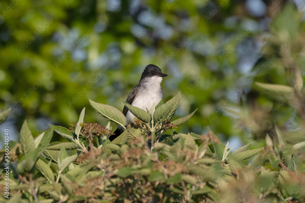Fototapeta premium Eastern kingbird is a large tyrant flycatcher native to North America. 