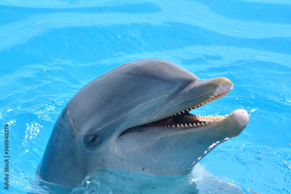 Naklejka premium close up of a dolphin