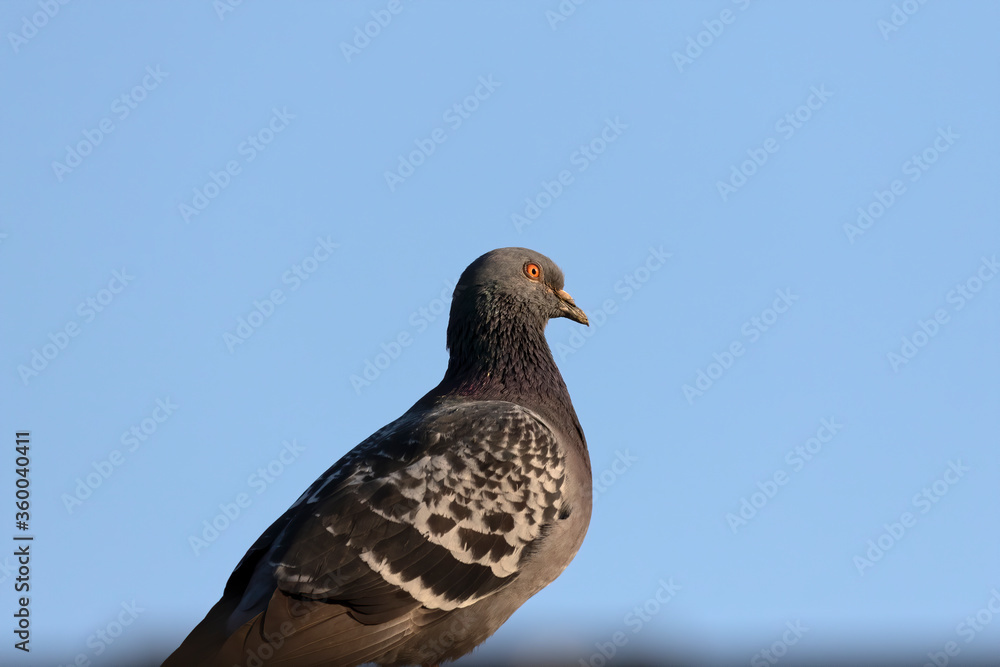 Feral pigeons called city doves, city pigeons, or street pigeons. The bird that have returned to the wild. Feral pigeons called city doves, city pigeons, or street pigeons. The bird that have returned to the wild.
