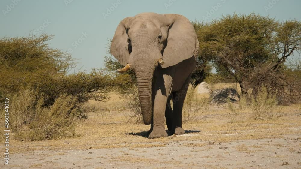 An African elephant bull senses danger nearby and stops abruptly before continuing marching. Front portrait view.