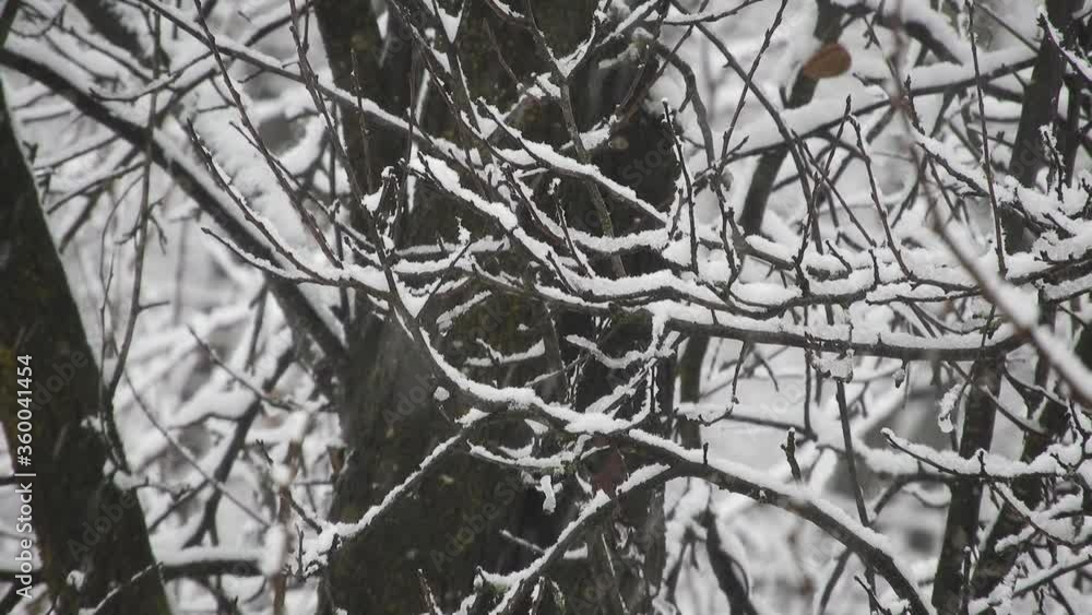 Snowing over tree branches, cold weather Snowing over tree branches, cold weather
