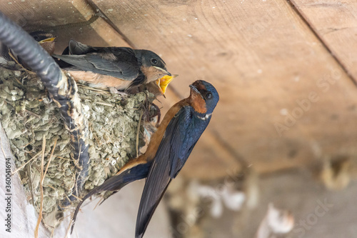 barn swallow nest