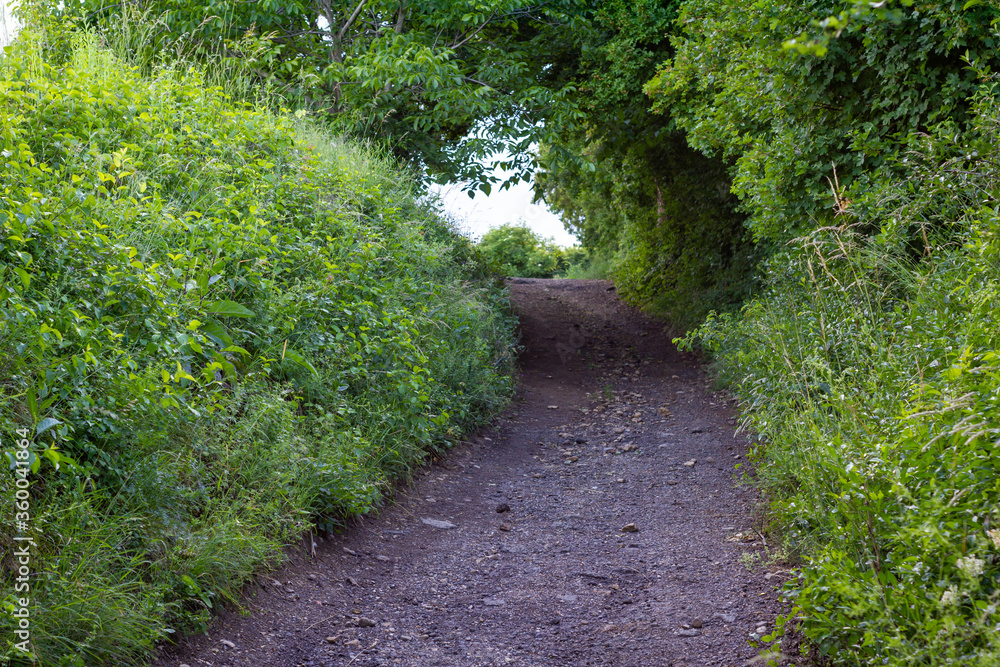 Hohlweg zwischen Weinbergen verwachsen Bäume niemand