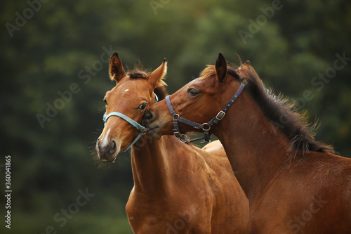 Young horses playing