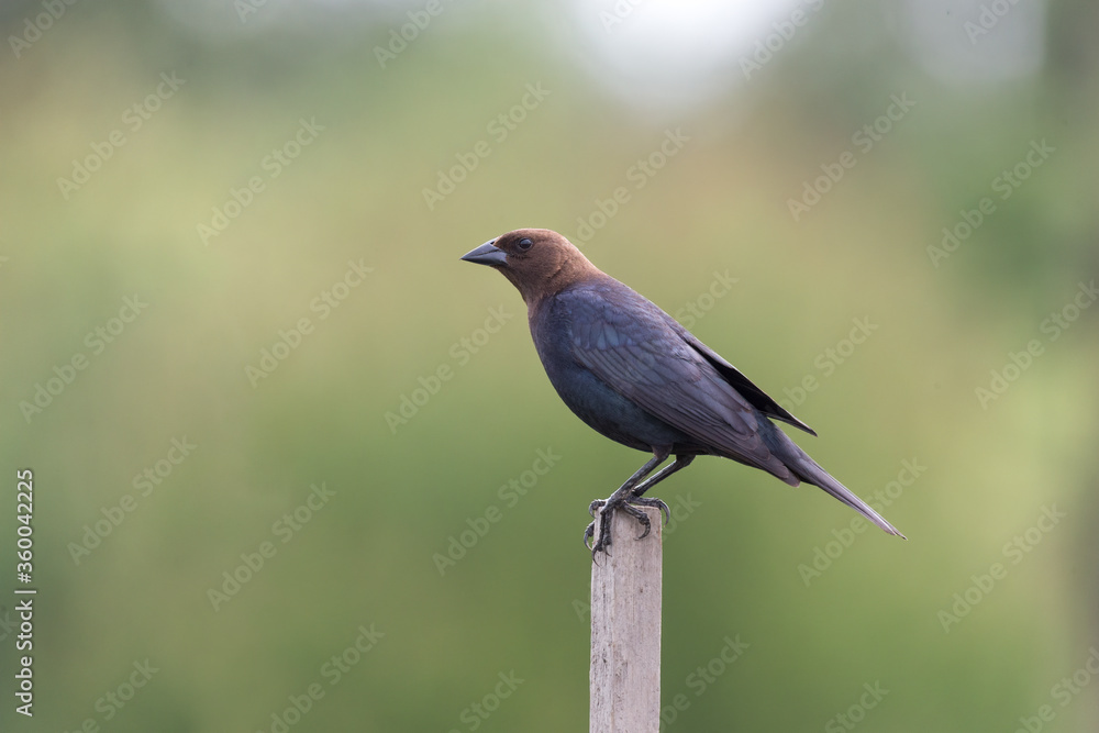 Fototapeta premium brown headed cowbird