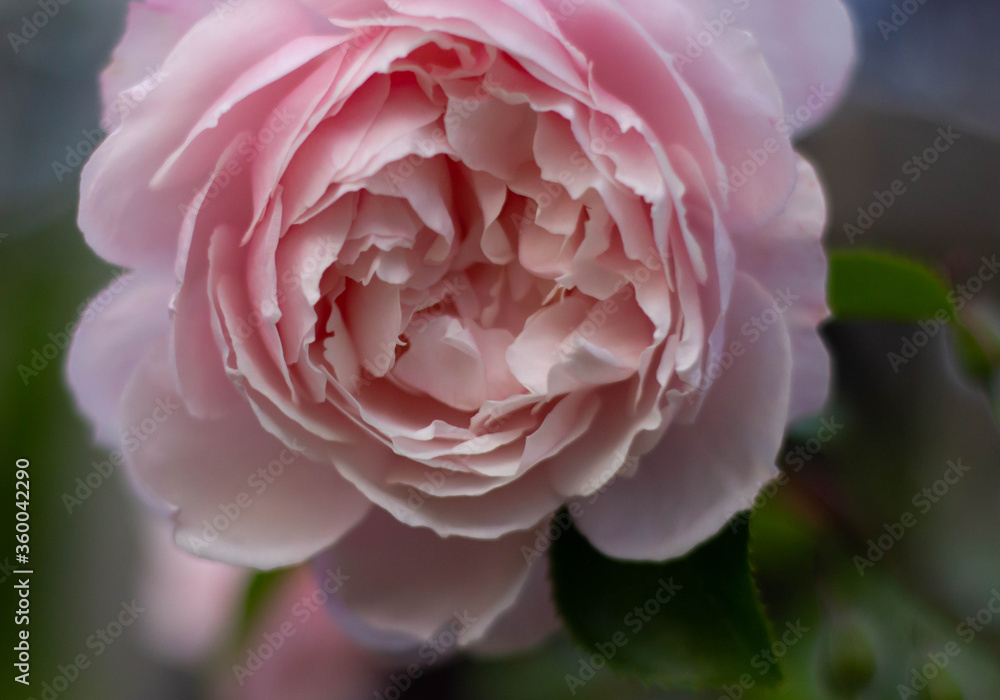 rose englische rose Duft in Nahaufnahme niemand rose englische rose Duft in Nahaufnahme niemand