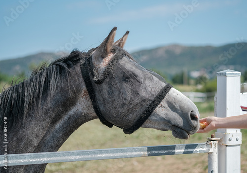 Fotografie Dapple gray horse is eating from hands of the young woman in corral farm on mountains and blue sky background