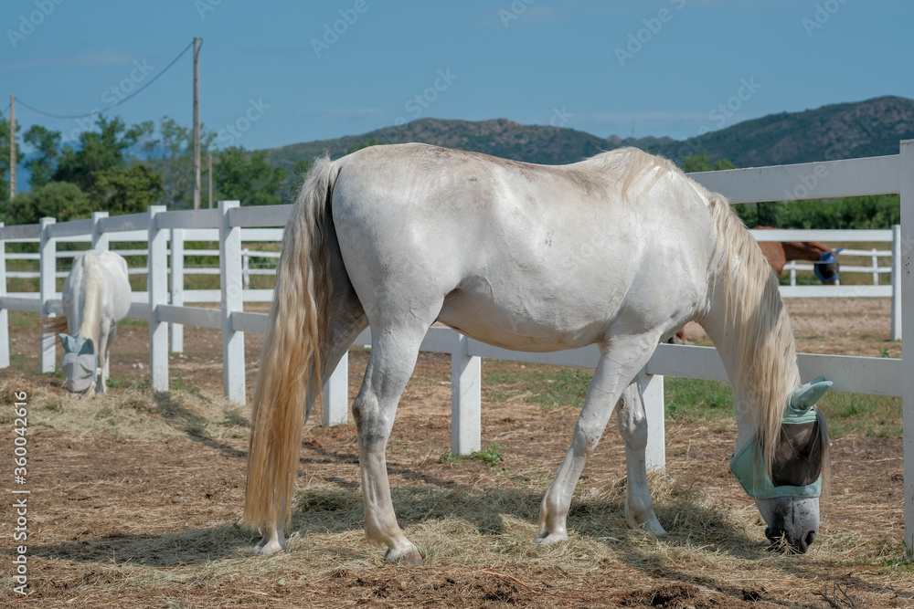 Obraz premium Horses graze in a corral farm in the sunny day on mountains and blue sky background. Farm Feeding.The concept of human-nature relations. Animal care. Holsteiner horse.