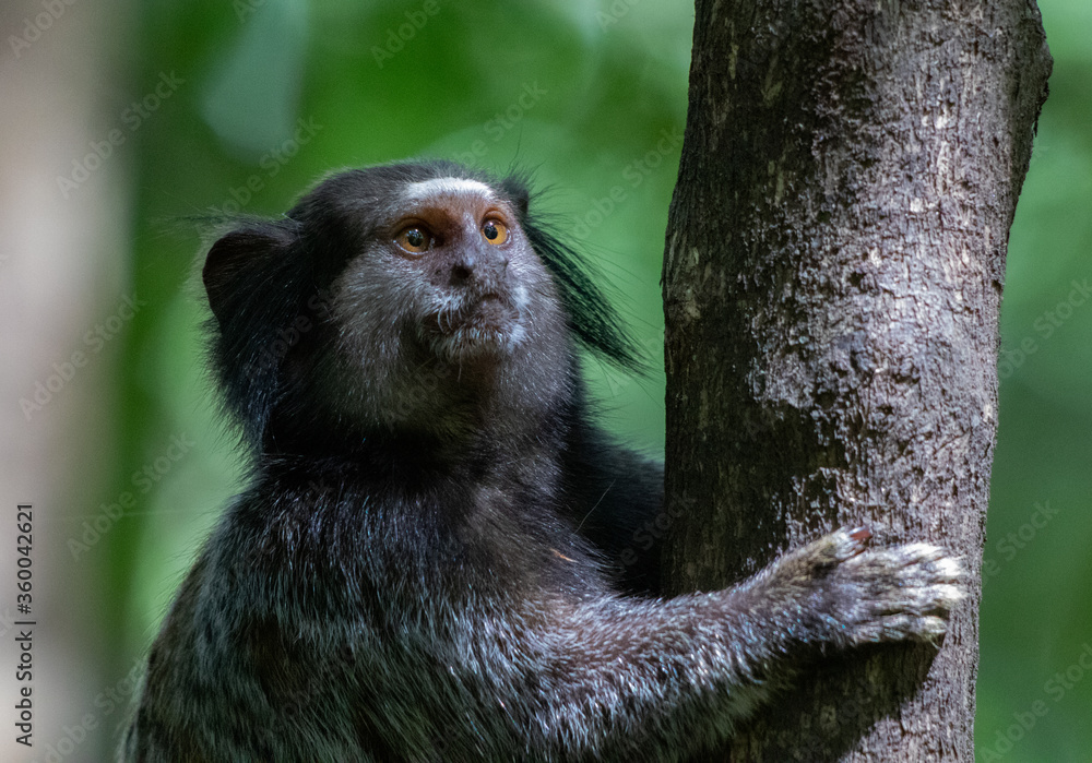 Fototapeta premium monkey climbing a tree - mico-estrela