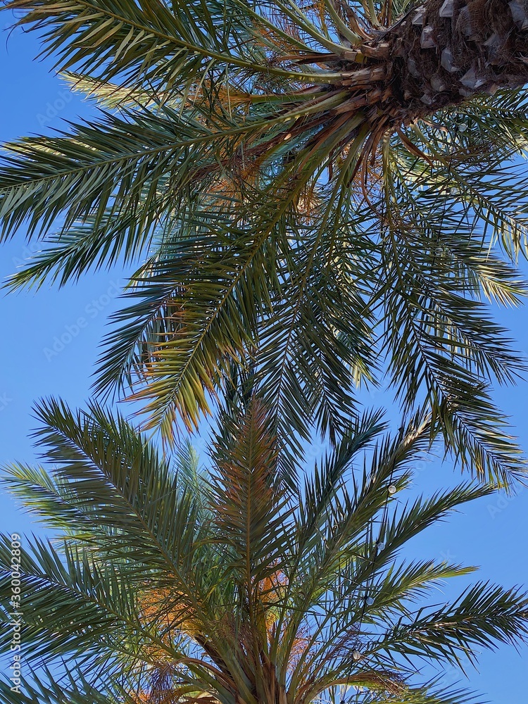 through the green spreading palm leaves in the jungle, wildlife on the beach near the ocean water you can see the blue clear sky on a plain background through the green spreading palm leaves in the jungle, wildlife on the beach near the ocean water you can see the blue clear sky on a plain background