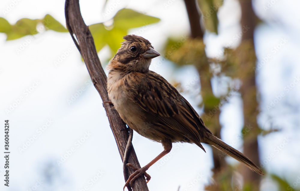 bird on a branch bird on a branch