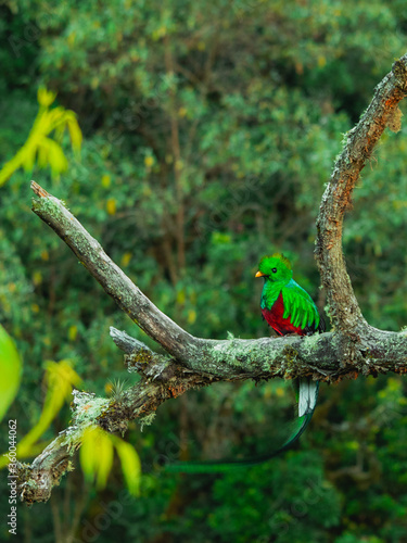 Quetzal on a branch