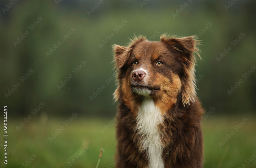 Fototapeta premium Australian shepherd