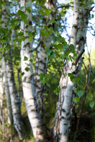 birches in the park, trunks of birch and close-up of green leaves on a tree branch.