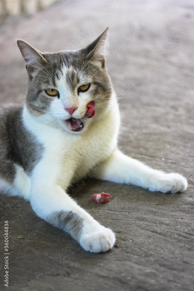 A satisfied cat and a piece of fresh red meat: a treat for the pet.