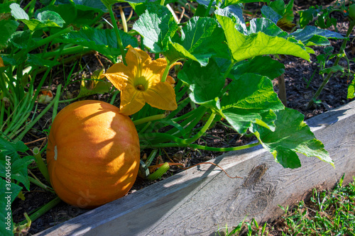 Close-up of a pumpkin plant growing in a raised bed garden with healthy leaves, a young pumpkin, and a pumpkin blossom.