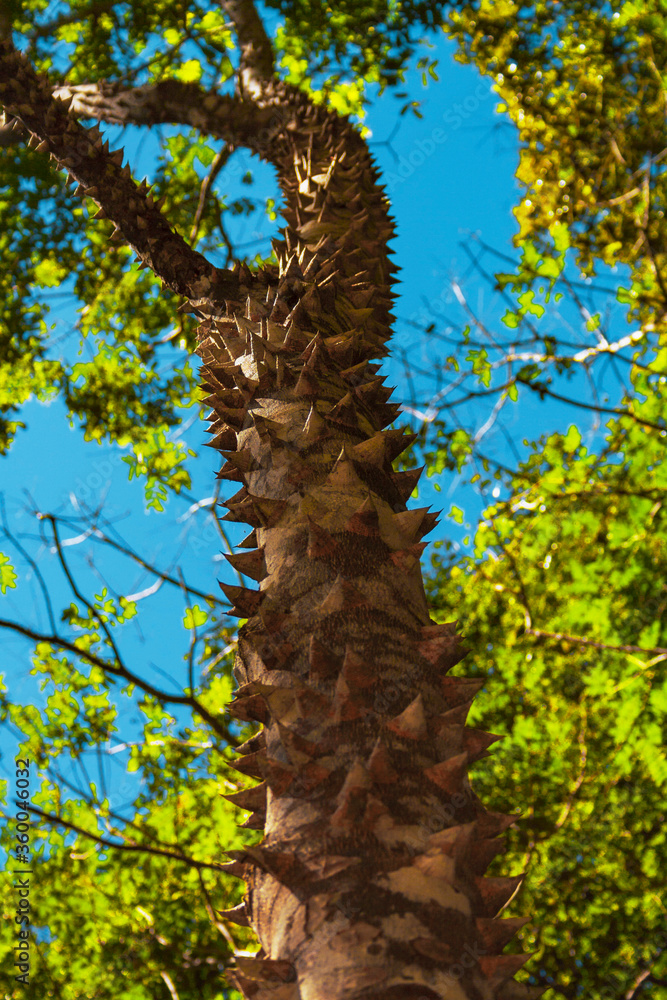 Fototapeta premium Low angle view of trees. Brazilian vegetation from cerrado biome. Cerrado tree. Beautiful savanna forest.